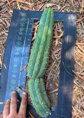 👑🌶️ Ventucky Blue — 15” Tip