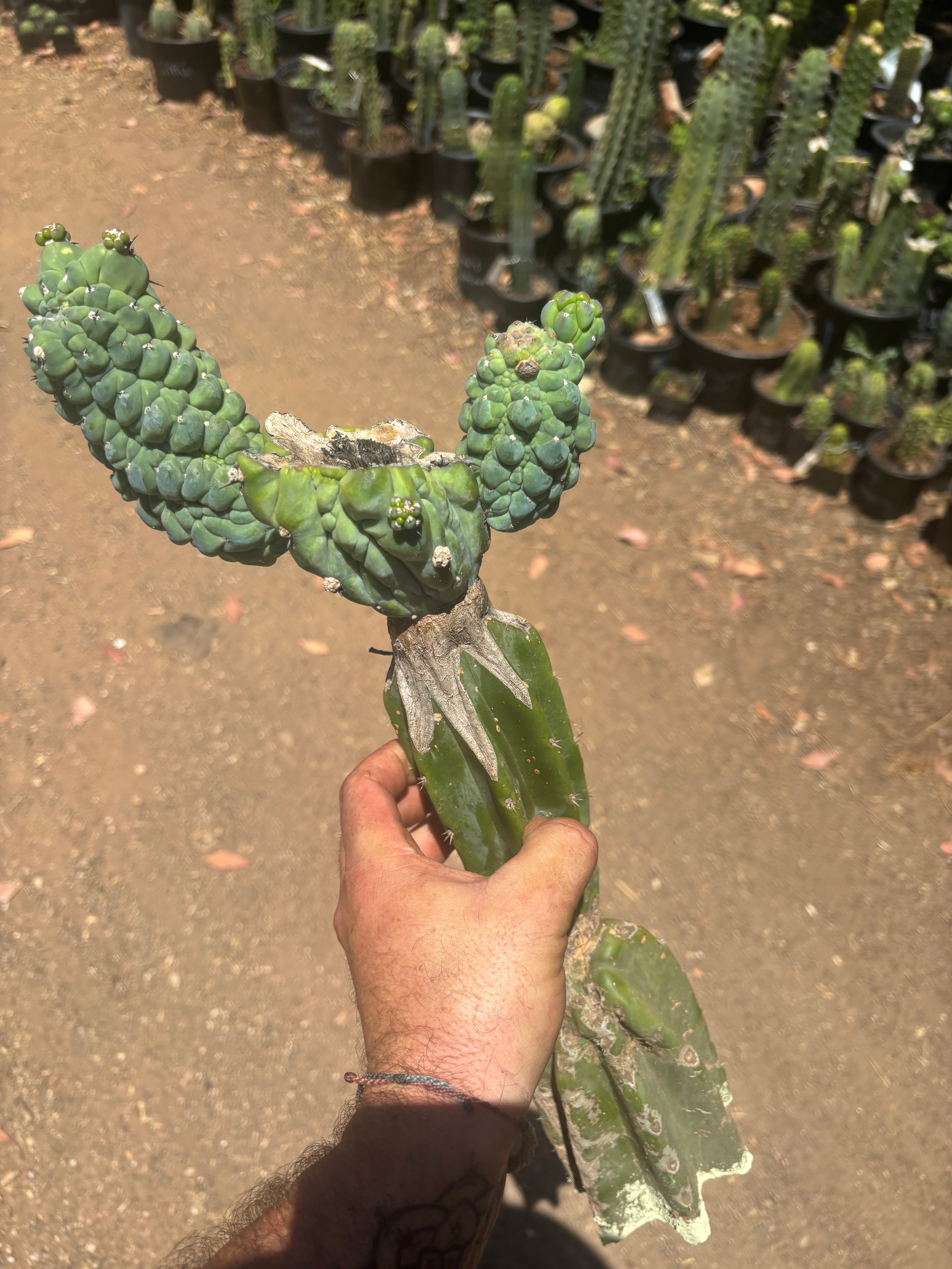 👑💎 Glorp — Another XL Graft