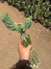 👑💎 Glorp — Another XL Graft