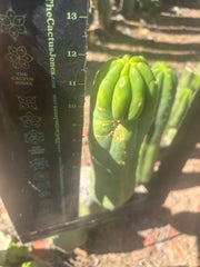 👑🌶️🌶️ Ogun — 12.5” Pup