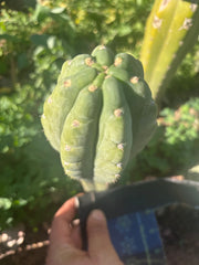 👑🌶️  Ichoca — 8” Tip