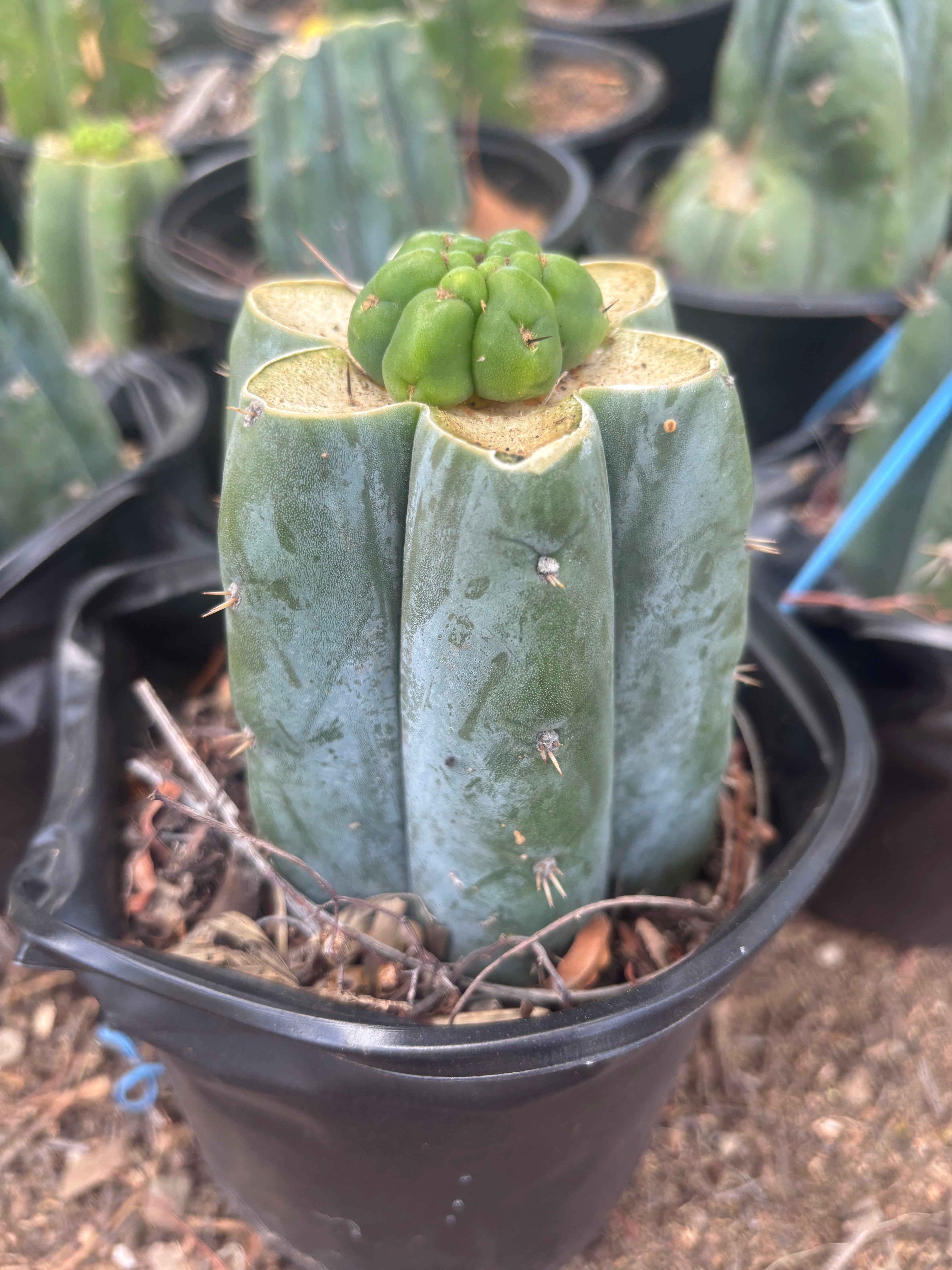 💎👑💎 Havran — Pup Graft on Rooted Shine01