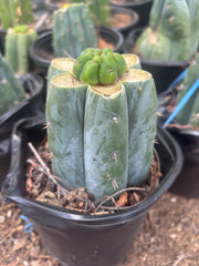 💎👑💎 Havran — Pup Graft on Rooted Shine01