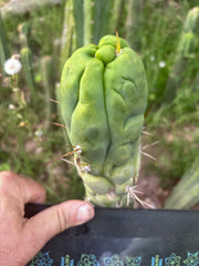 💎👑 Bruce’s Dragon — Chonky 6” Tip