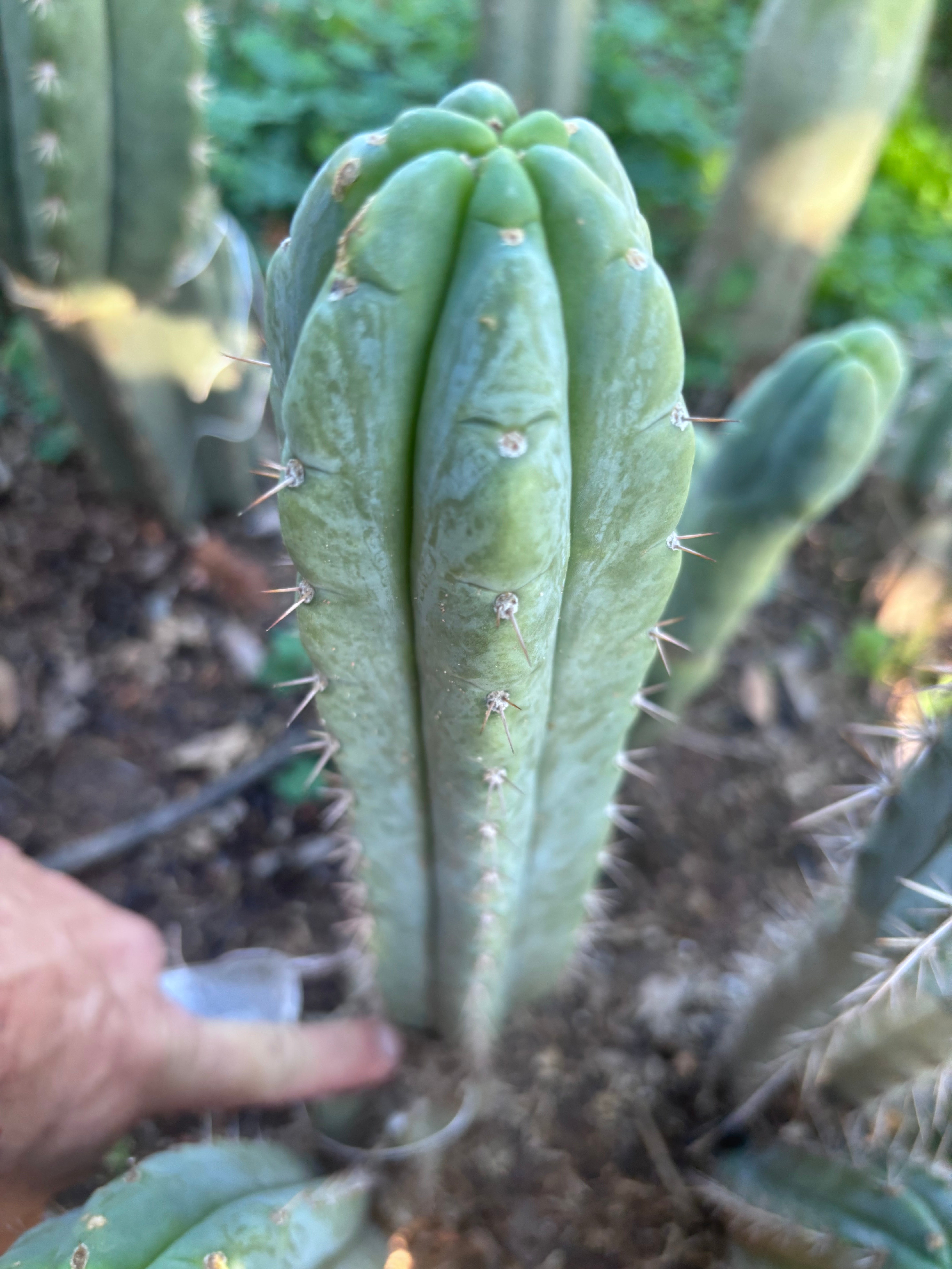 💎👑🌶️🌶️ Austy’s Bomb — 10” Pup