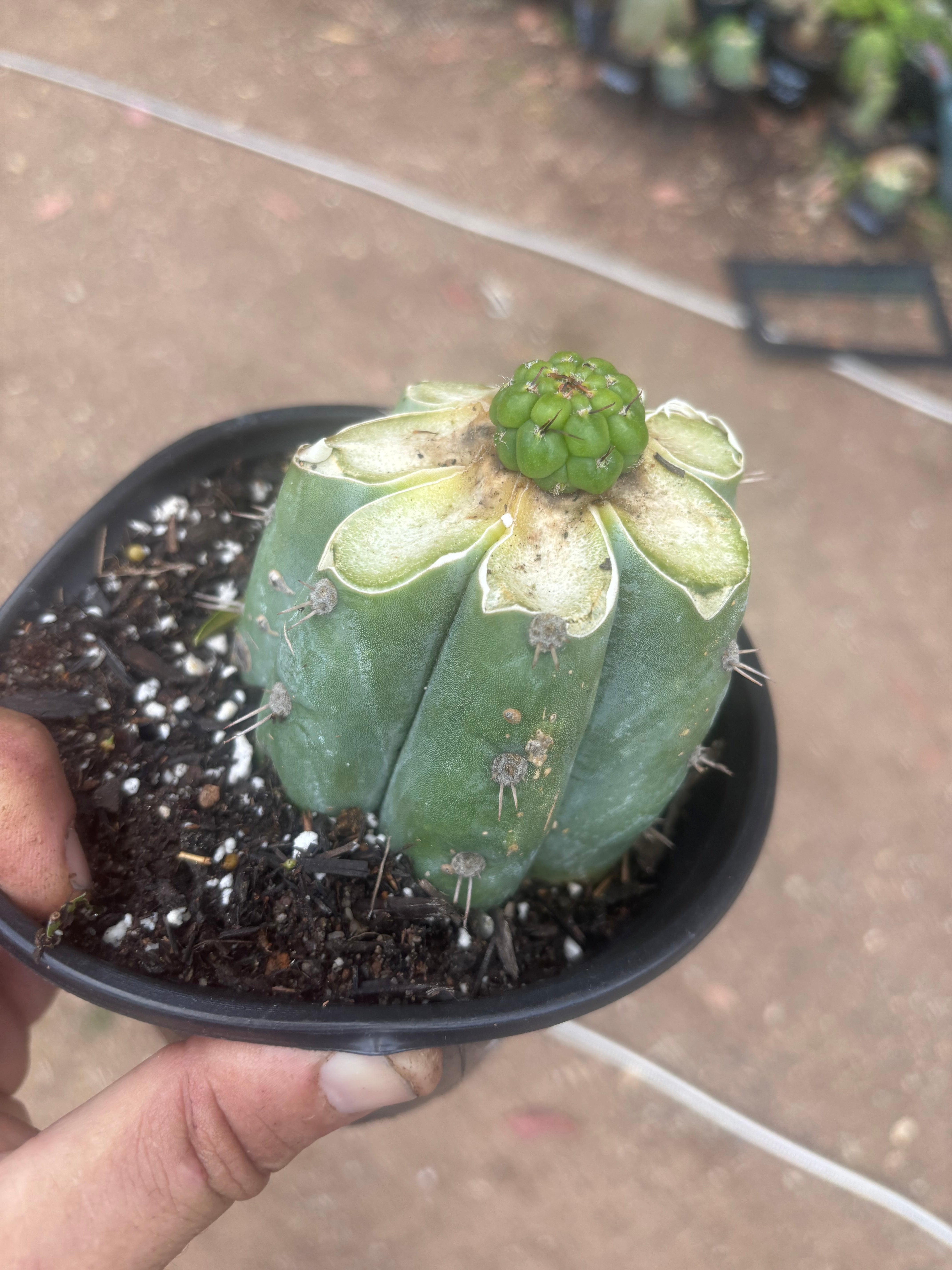 💎👑💎 Havran — Pup Graft on Rooted Shine01