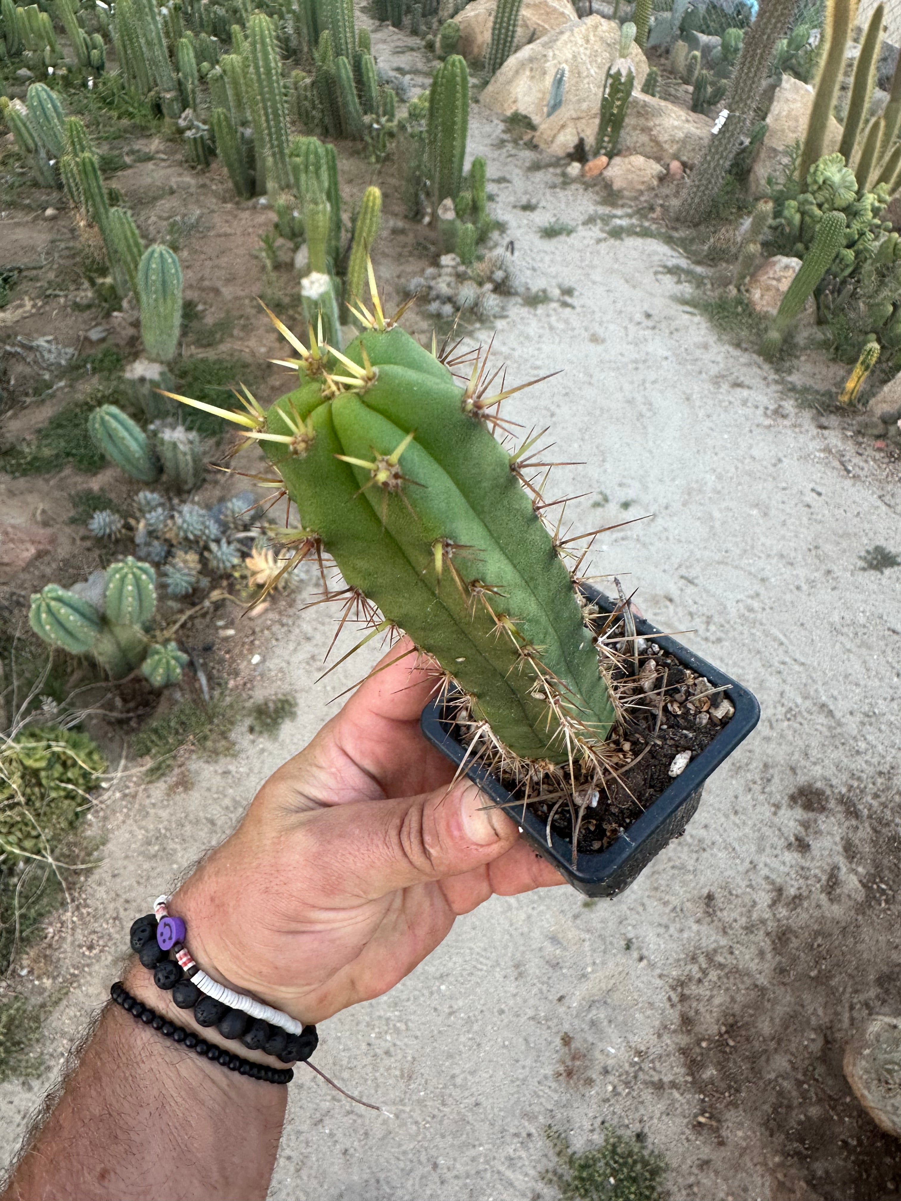 Restocked FREE Add On — Mature Tricho Seedlings — Various Genetics