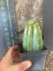 💎👑💎 Havran — Pup Graft on Rooted PC