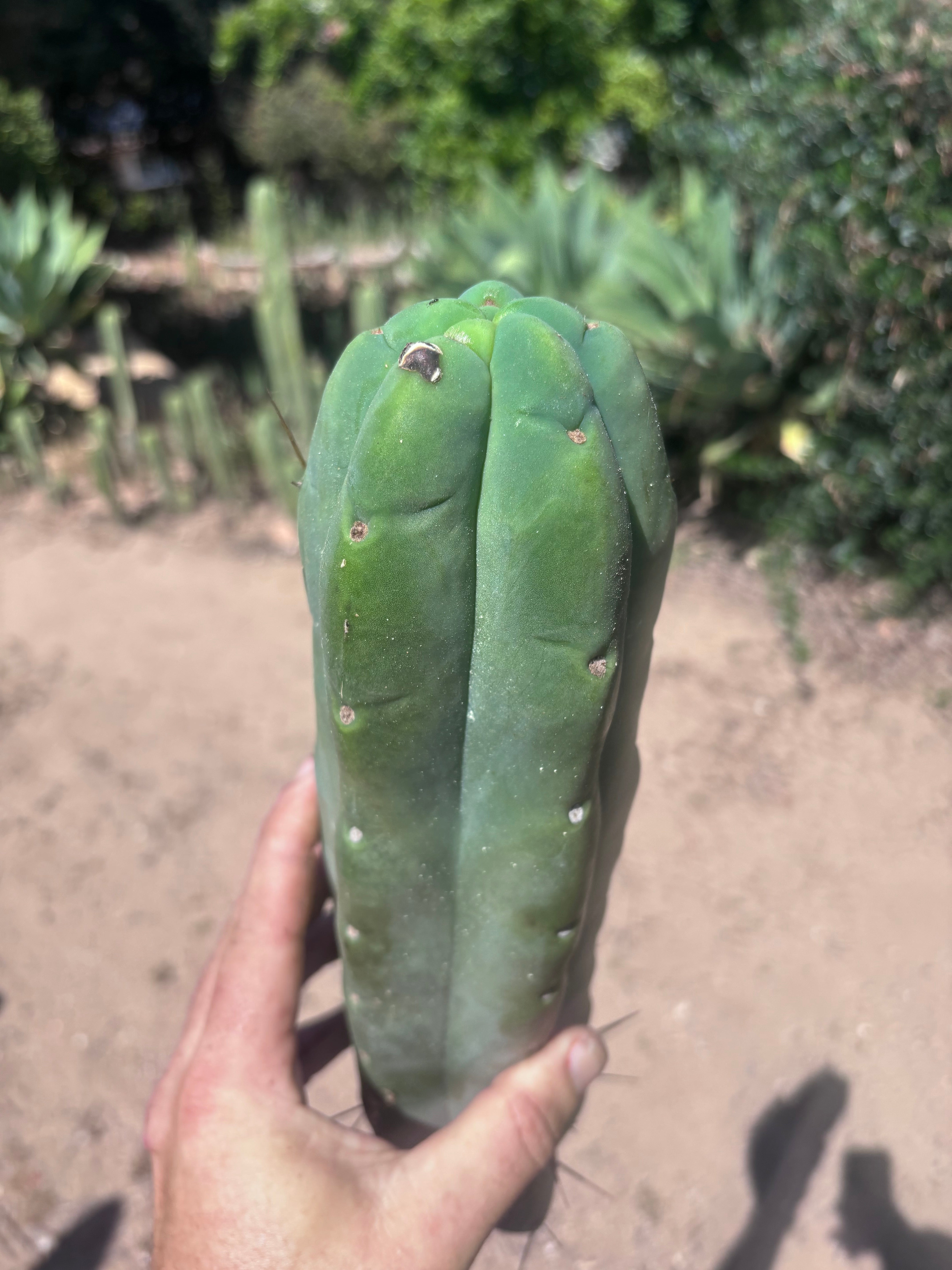 👑💎🌶️🌶️ Eileen — 13” Biggie Tip