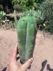 👑💎🌶️🌶️ Eileen — 13” Biggie Tip