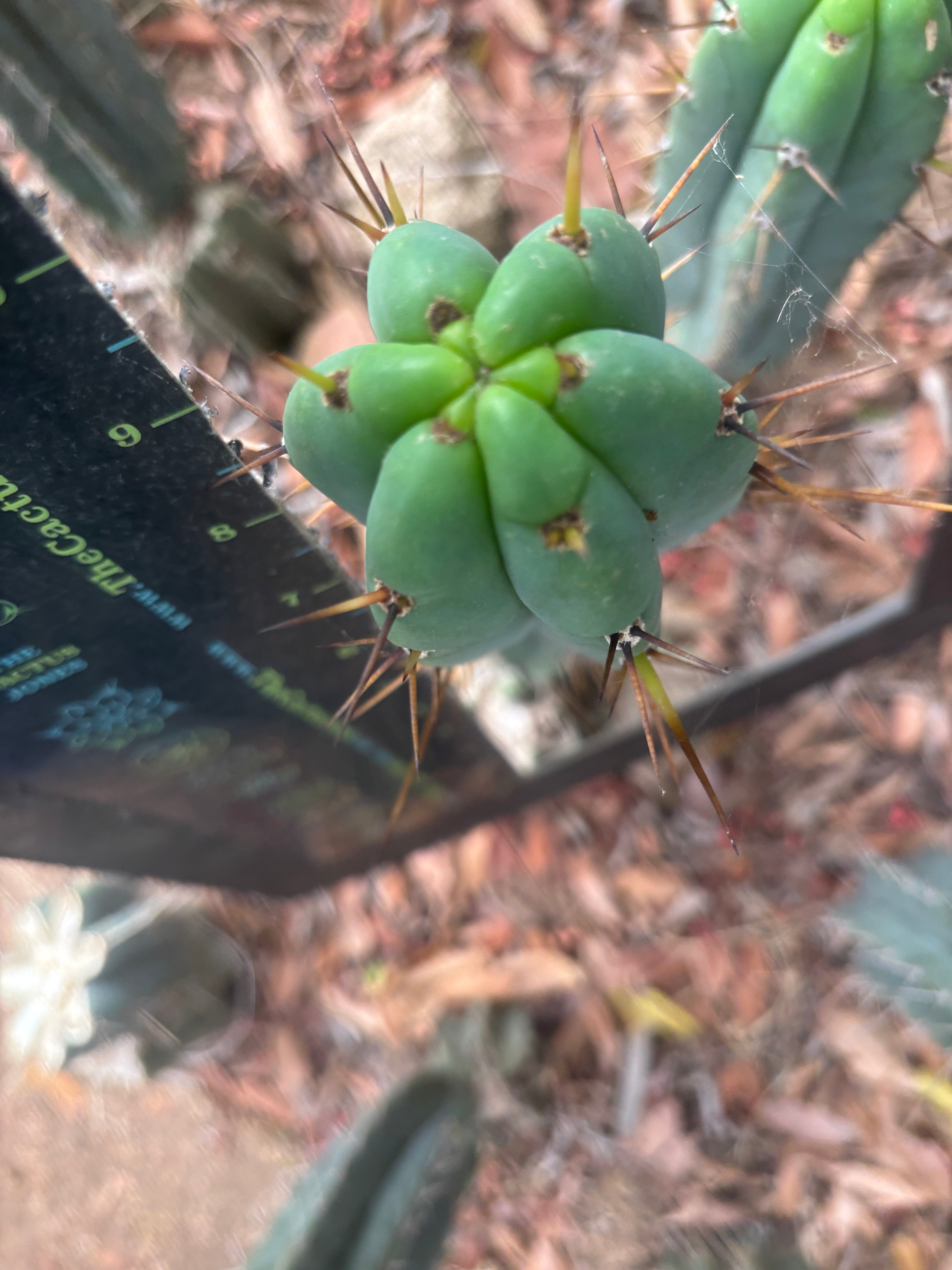 👑🌶️🌶️ Pala — Another 9” Pup