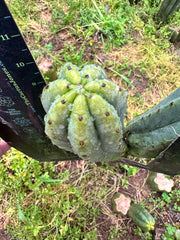 👑🌶️🌶️ Ogun — Beefy 10” Tips (3)