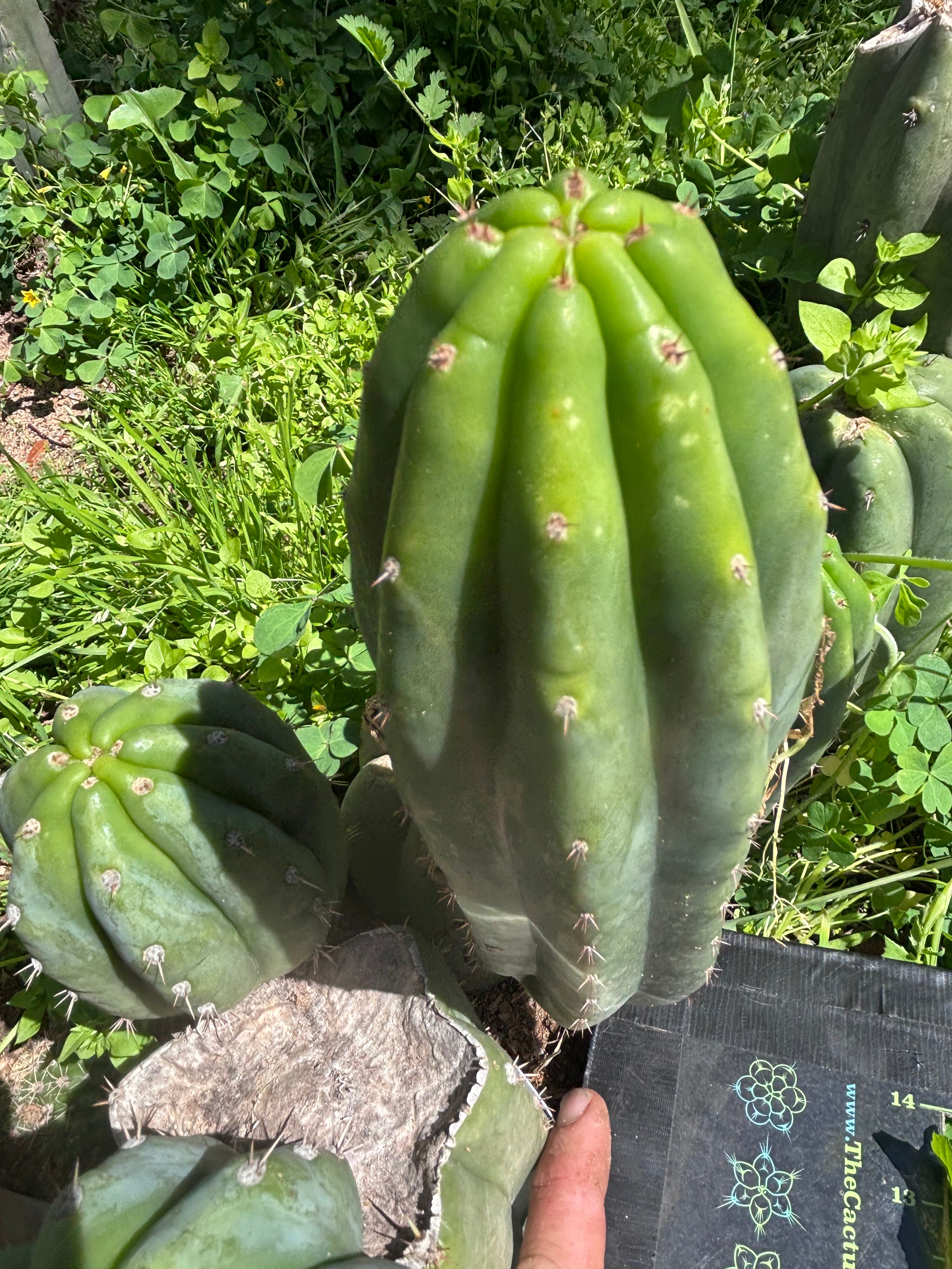 👑🌶️🌶️ Landfill — 9” Pup