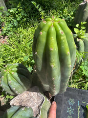 👑🌶️🌶️ Landfill — 9” Pup