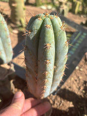 💎👑  Bart! (Monassa Blue) — 7” Pup