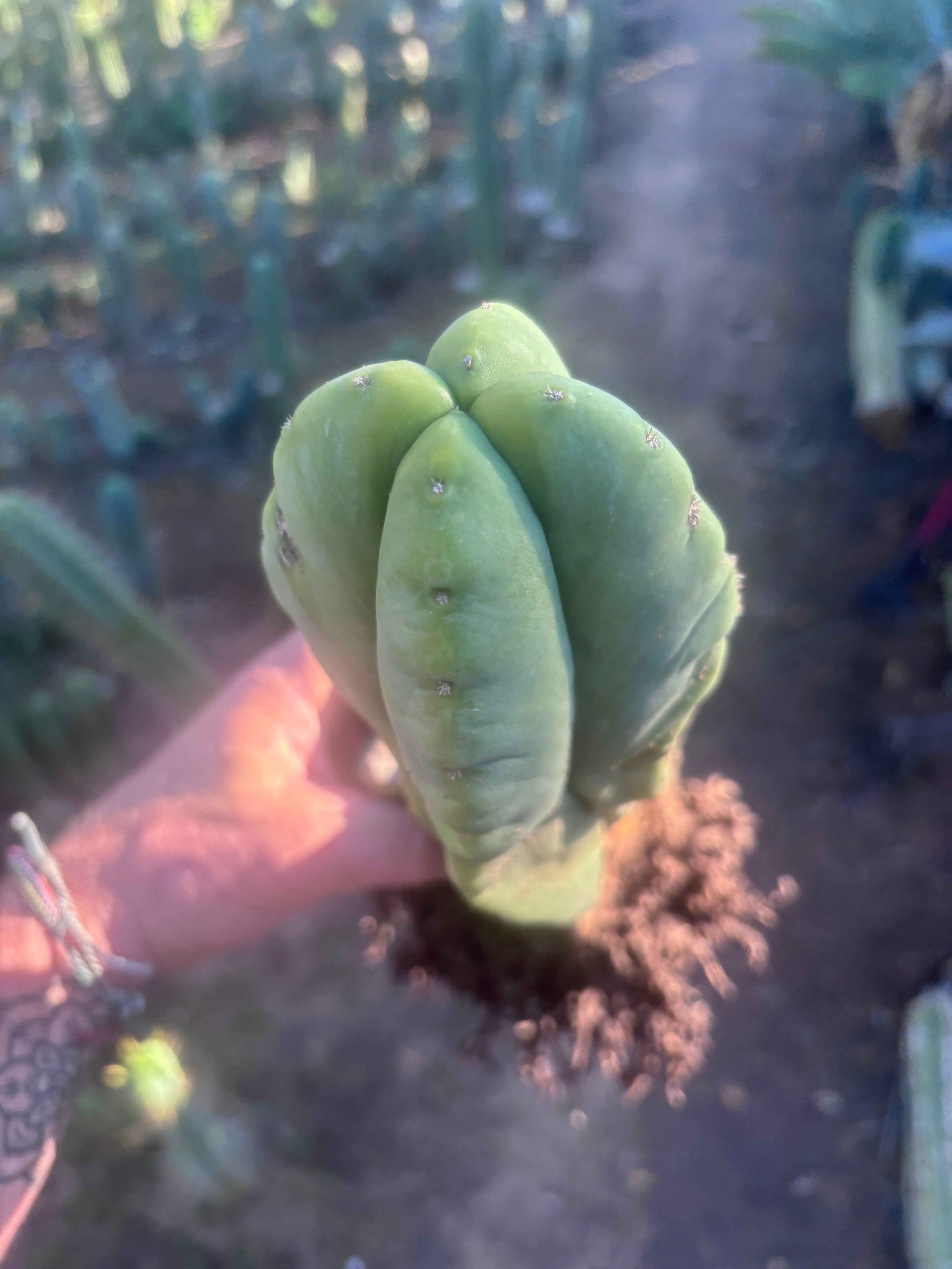 👑💎🌶️ Zulk — Rooted Mid with FourWang Pup