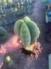 👑💎🌶️ Zulk — Rooted Mid with FourWang Pup