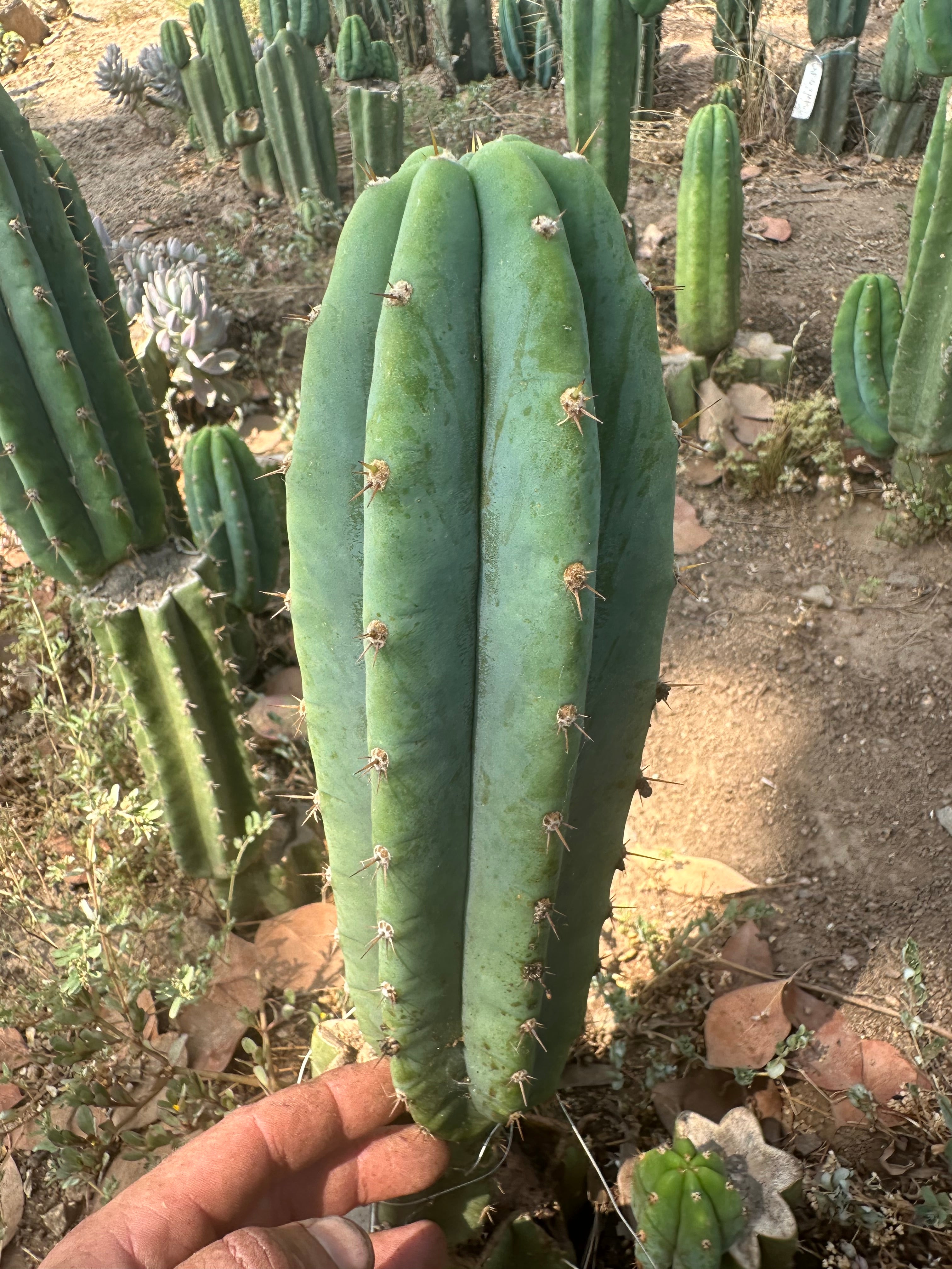 👑🌶️🌶️ Landfill — 11” Pup