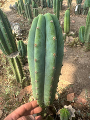 👑🌶️🌶️ Landfill — 11” Pup