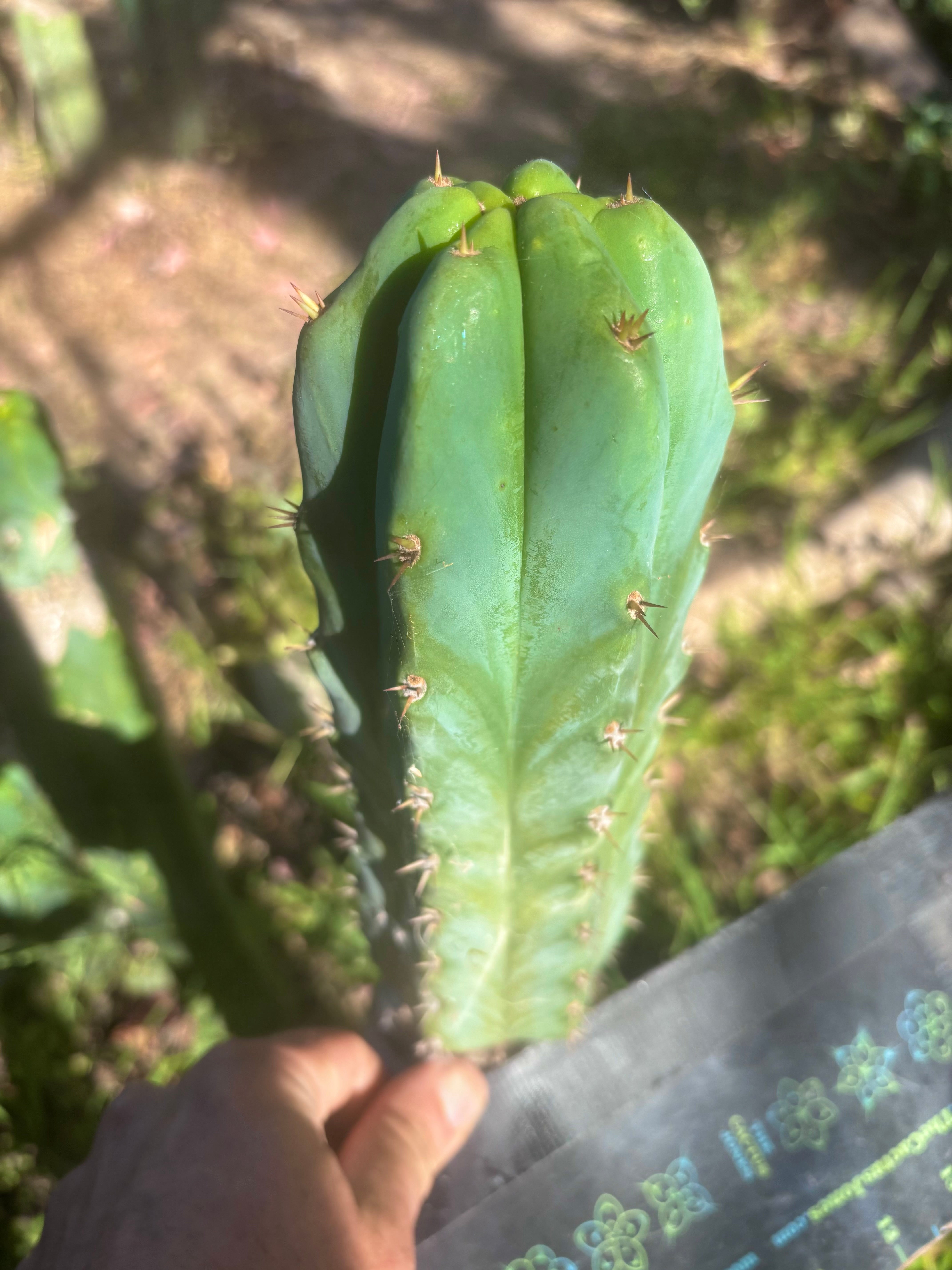 🌶️🌶️ NoidTwo — 9.5” Pup