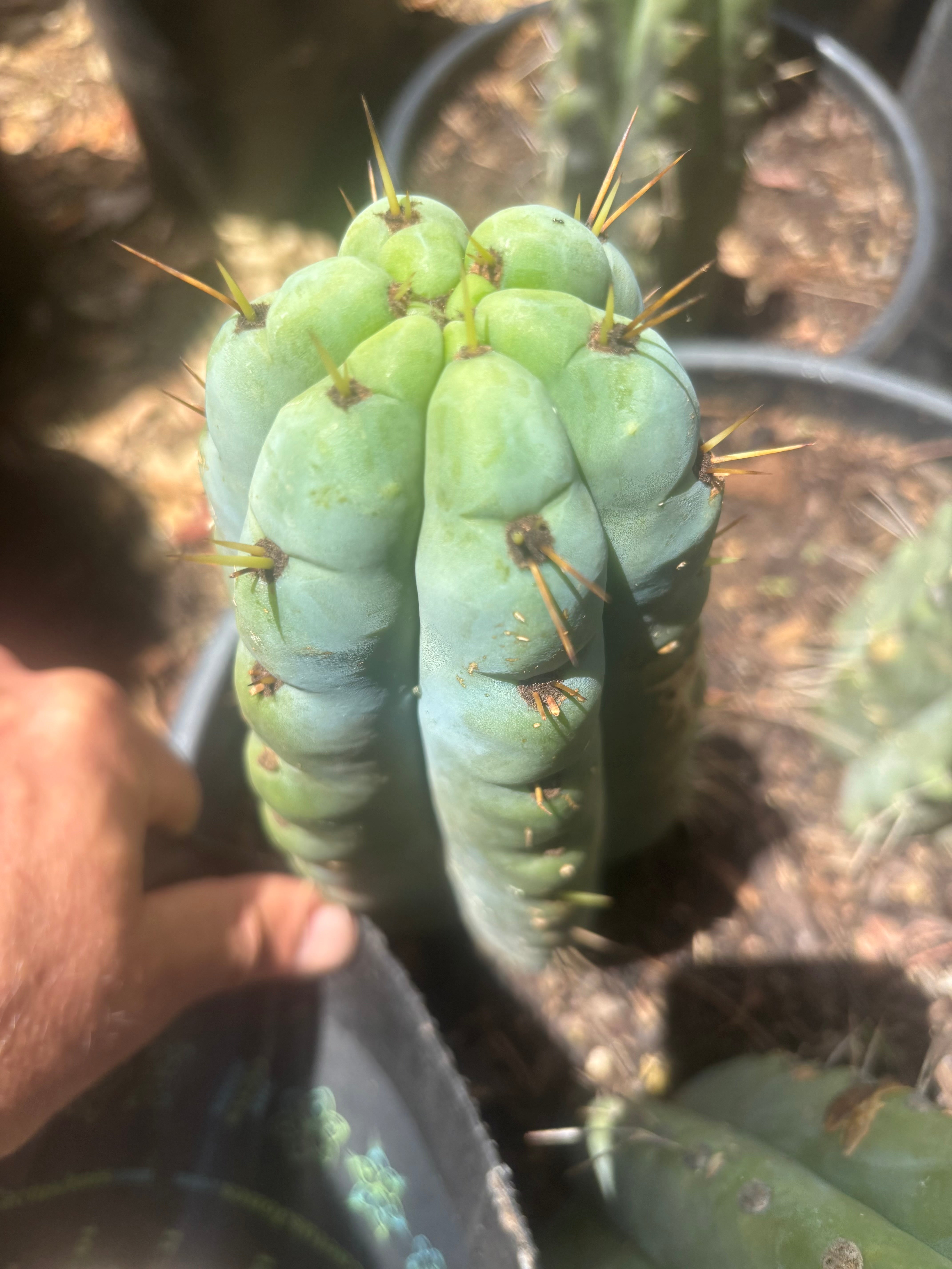 💎🌶️🌶️ NOM — Thick 6” Tip