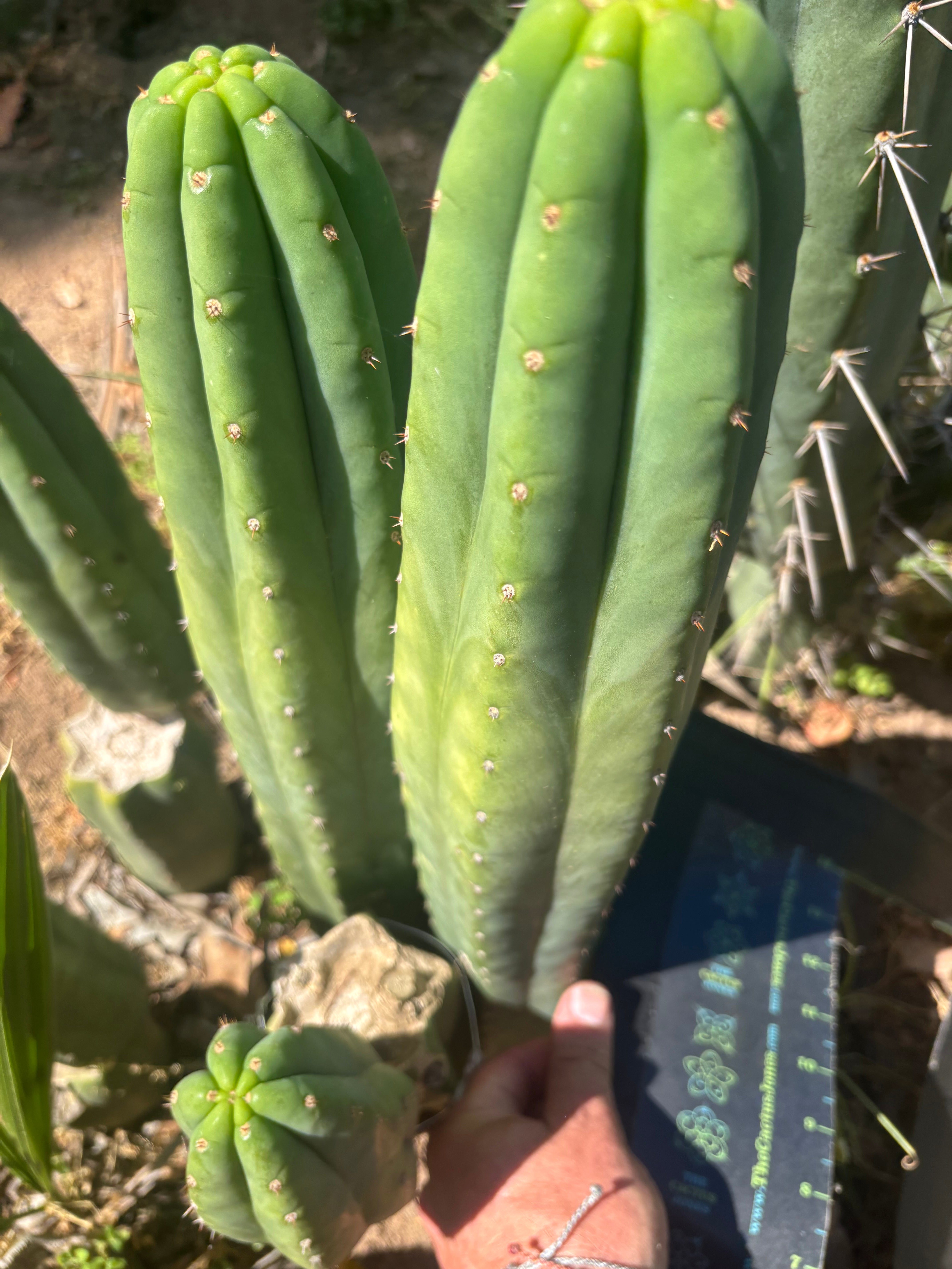 👑🌶️ Davy — XL 14” Tip