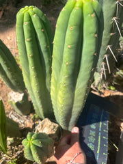 👑🌶️ Davy — XL 14” Tip