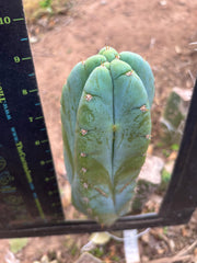 👑💎🌶️ Bob’s Colossus—  Chonky 9” Pup