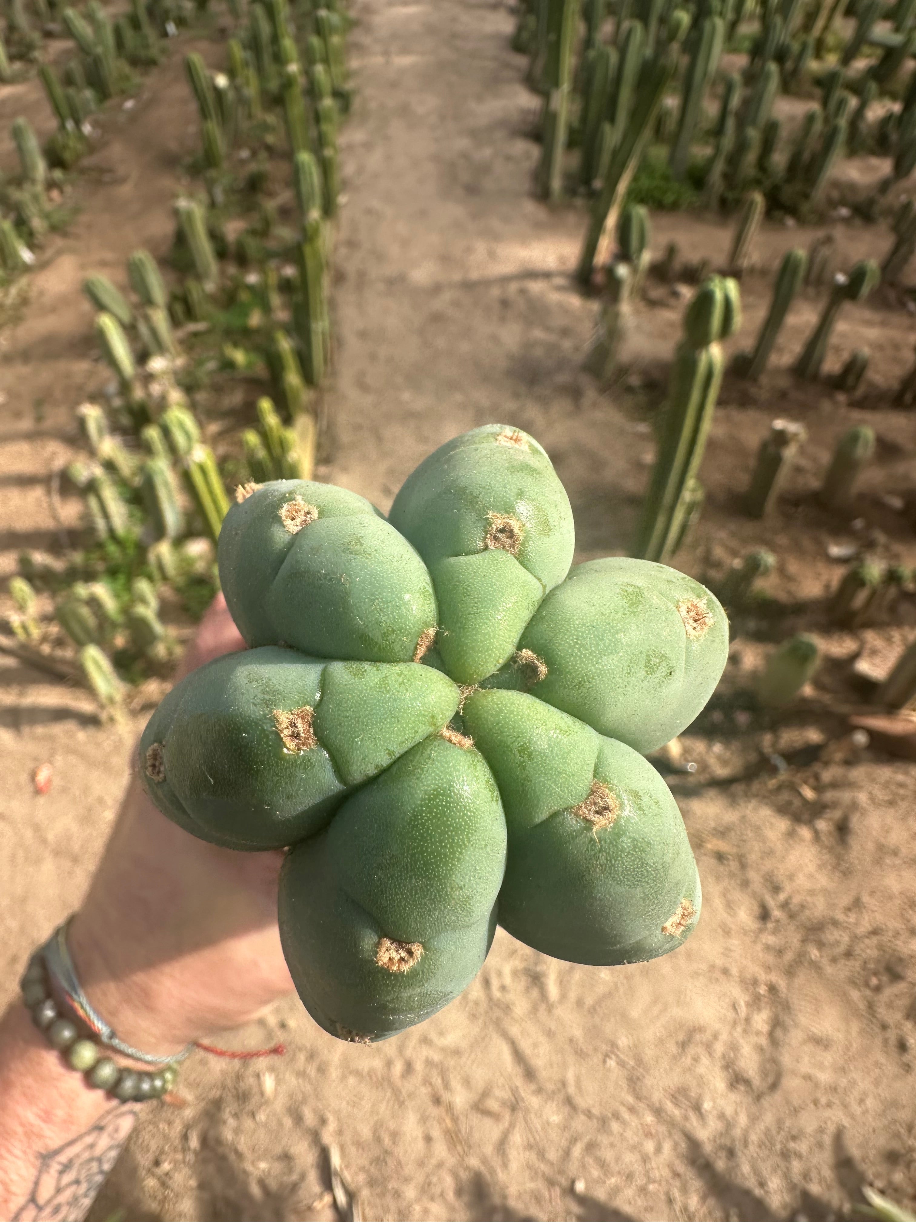 💎👑🌶️ Pierre — XL 15” Pup