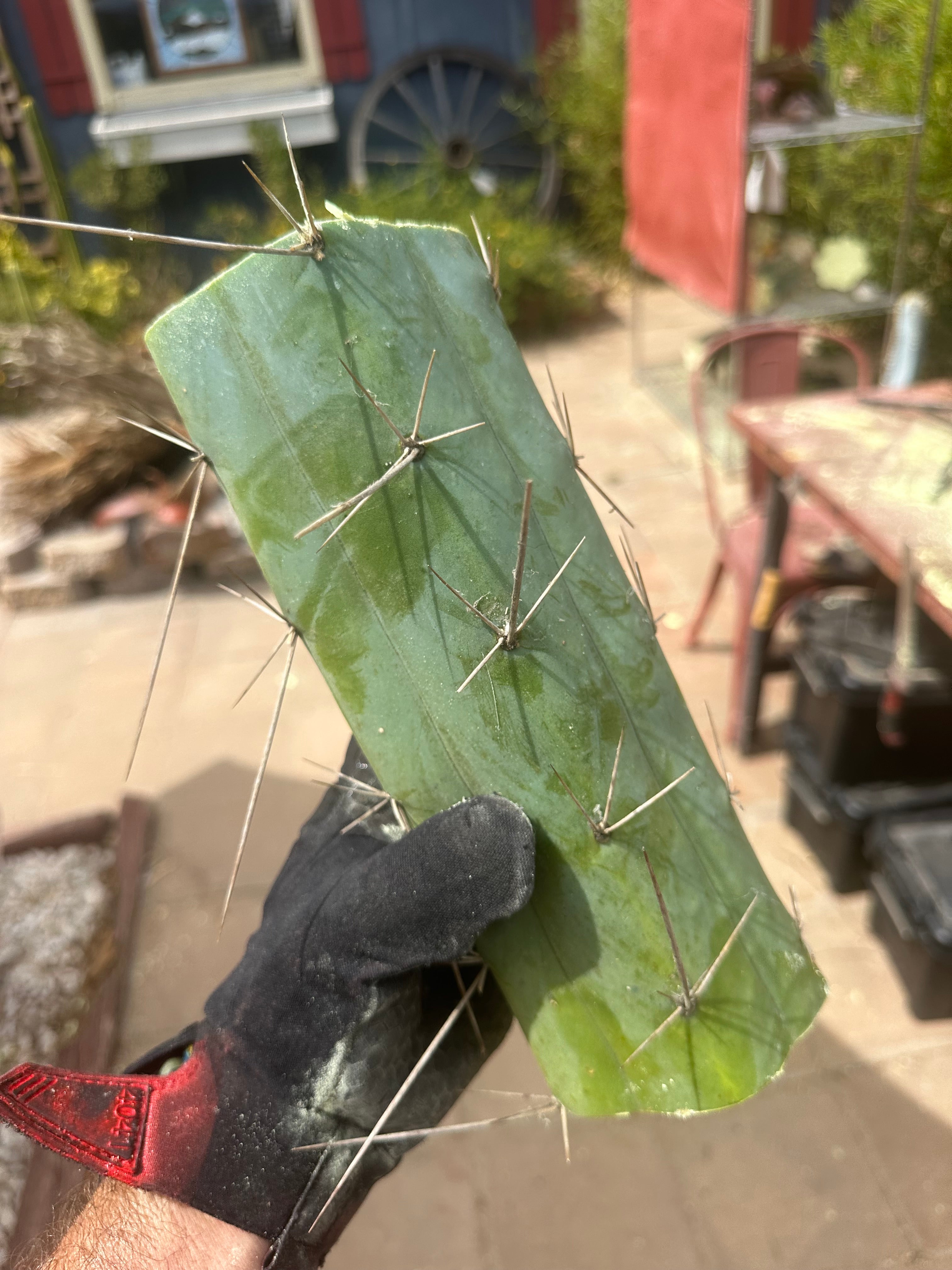 👑🌶️ Custom Listing for Scott C