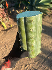 👑🌶️  Ashdod — 9” Mega Mid