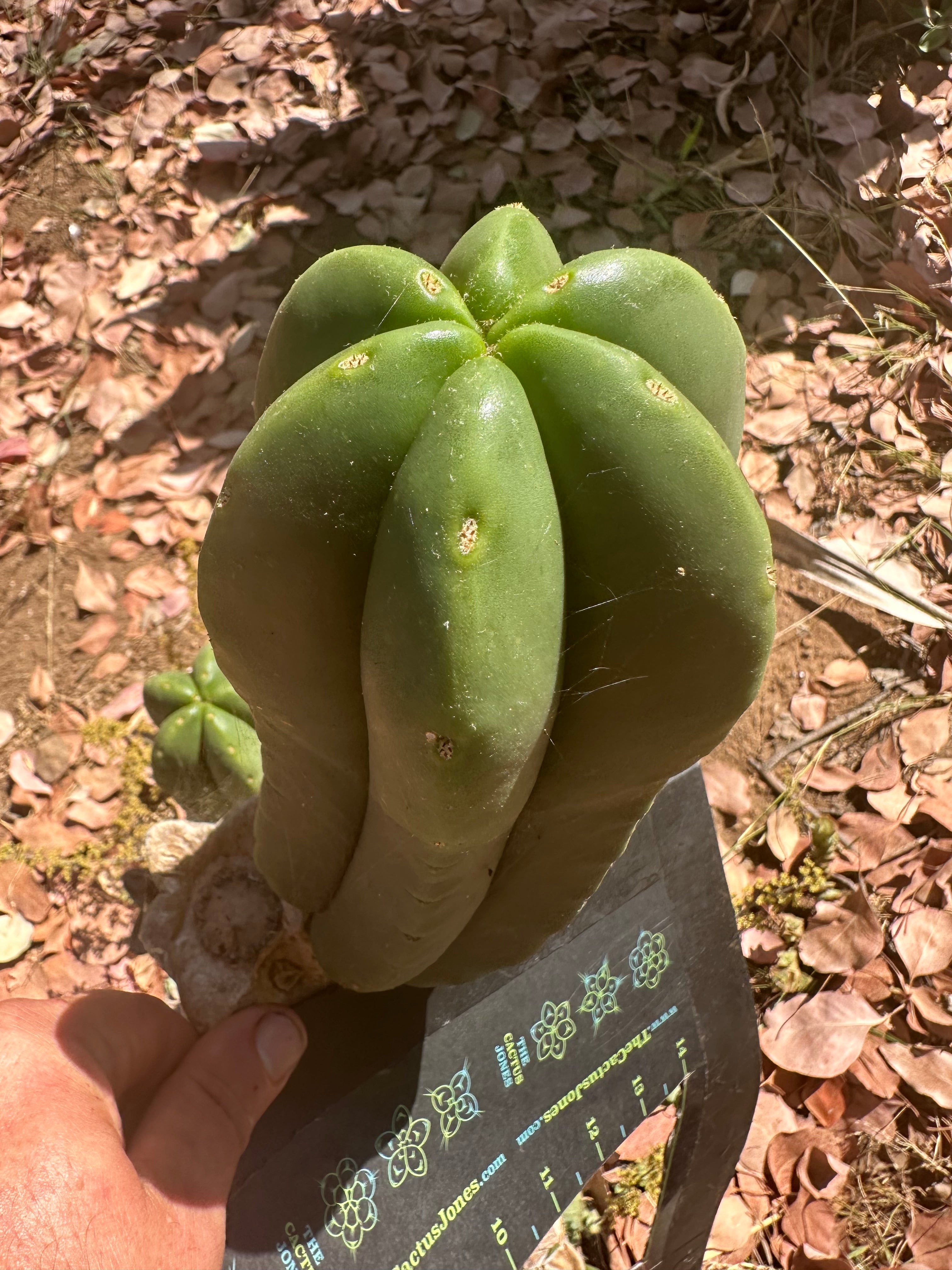👑 Primo Aussie Scop — 8” Melon Pup