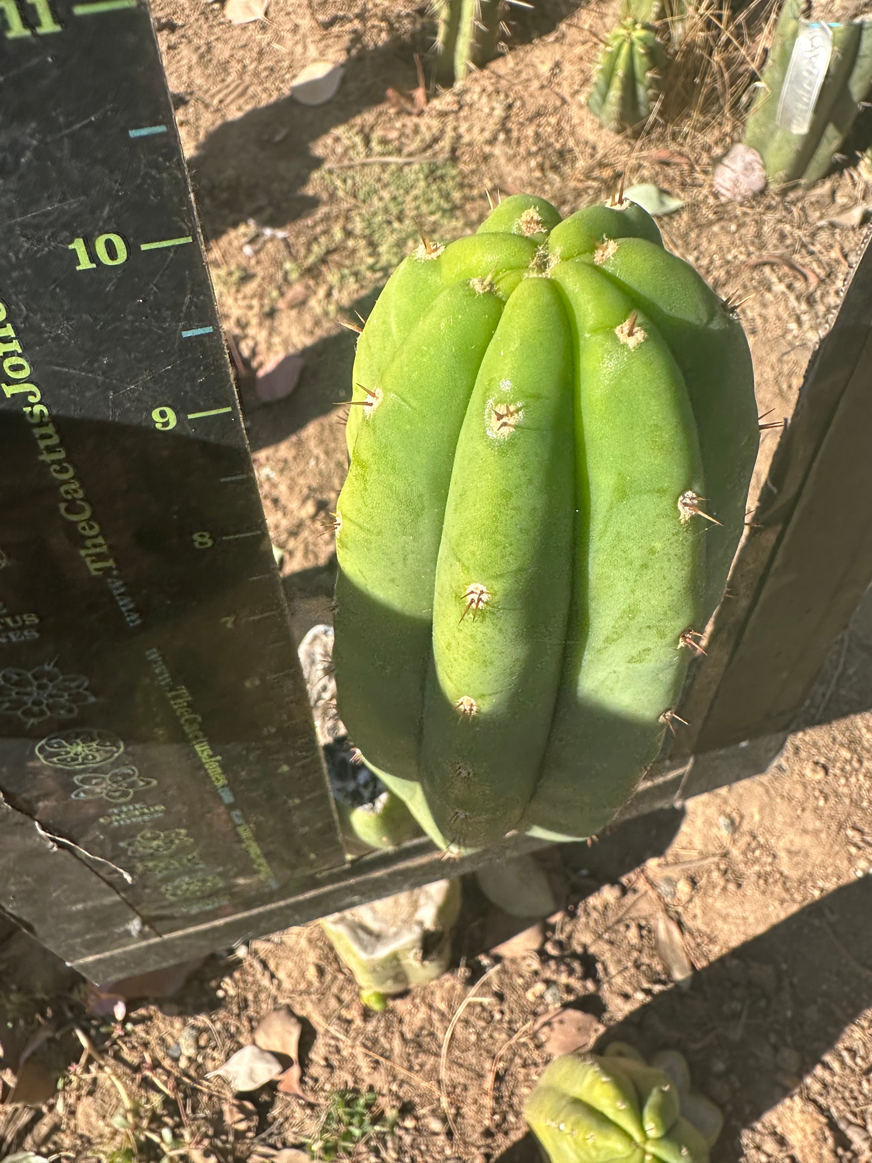 👑🌶️🌶️ Another Drop, Another Ogun — 10” Tip