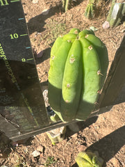 👑🌶️🌶️ Another Drop, Another Ogun — 10” Tip