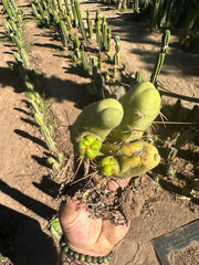 👑🌶️🌶️  TBM  — Rooted Cluster #3
