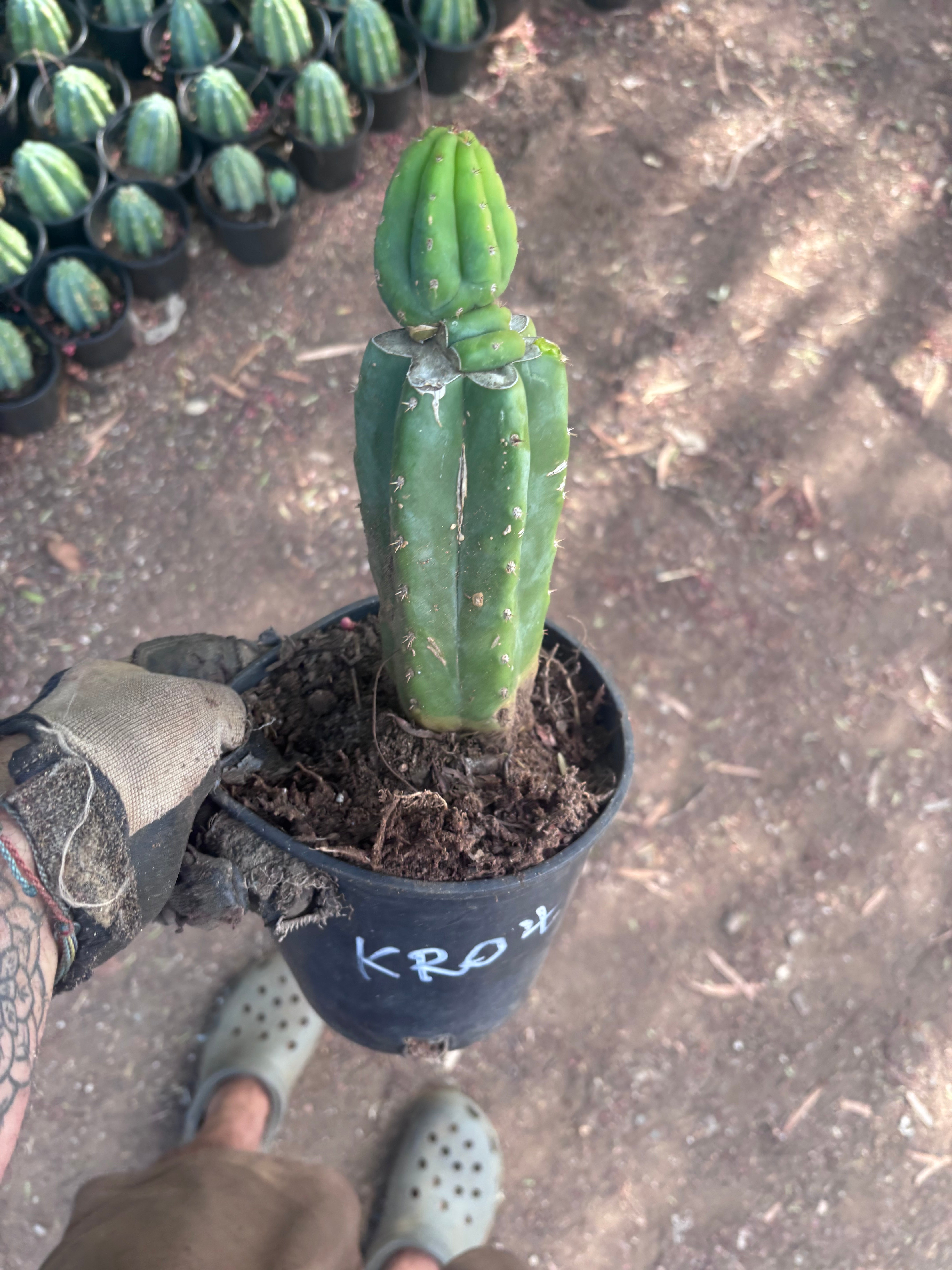 👑🌶️🌶️ KR04 — Rooted Slab Graft w/ Pup