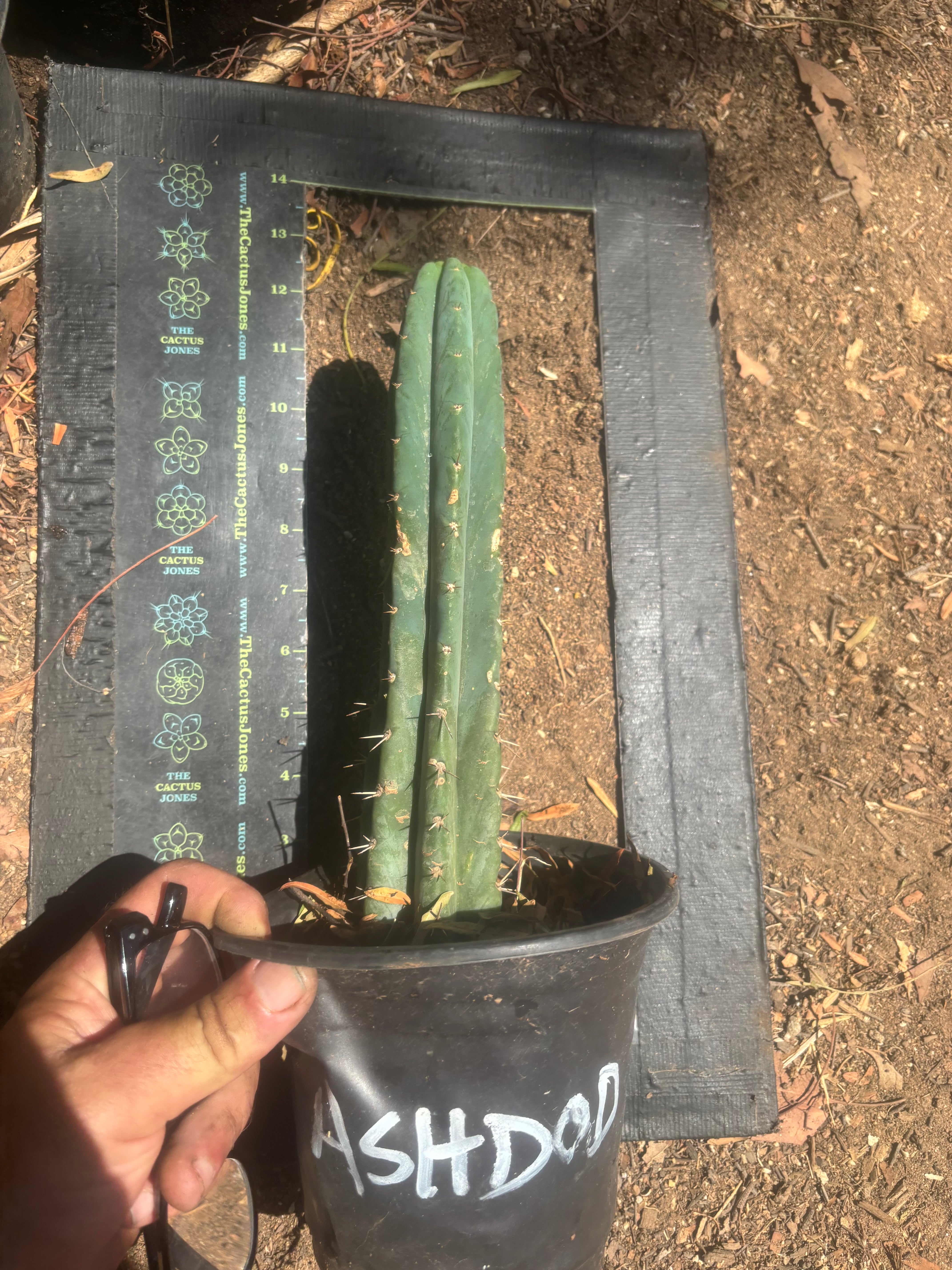 👑🌶️  Ashdod — Rooted 12” Tip
