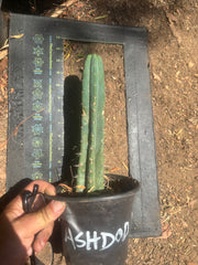 👑🌶️  Ashdod — Rooted 12” Tip