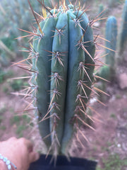 👑 SS01 — XL 15” Tip