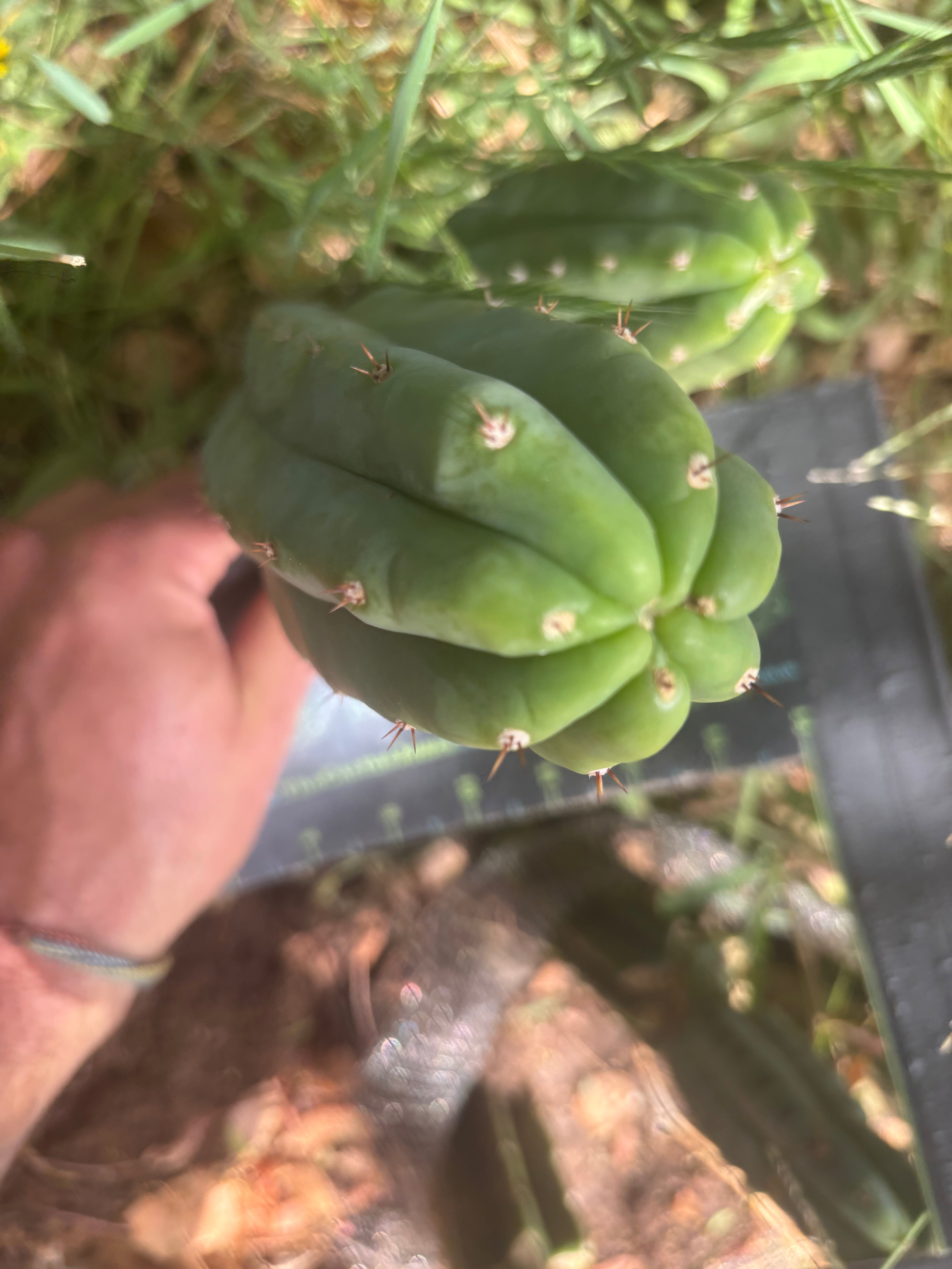 👑🌶️🌶️ KR04 — 7.5” Pup