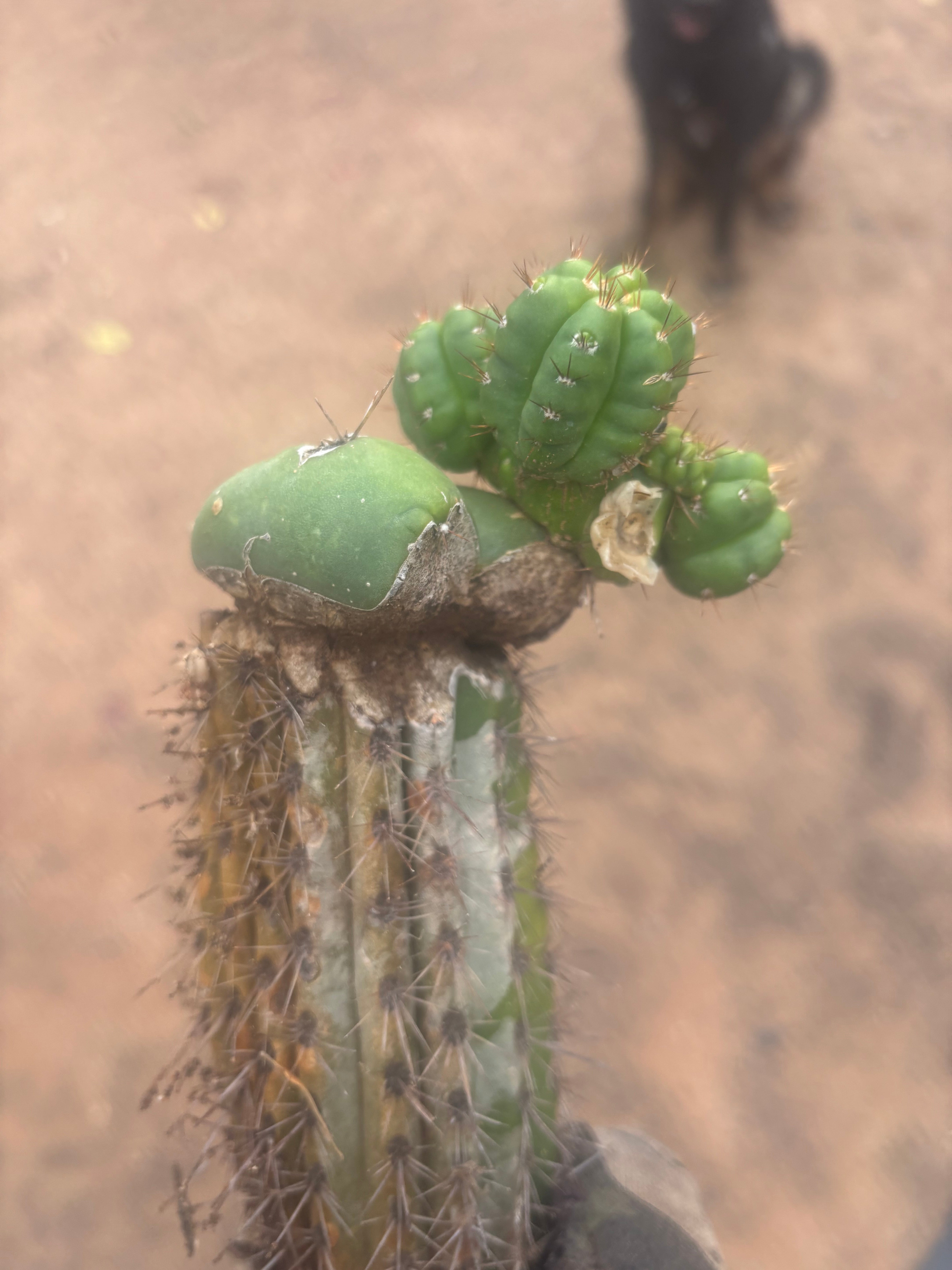 💎👑💎 Havran — Established Multi-Pup Slab Graft, Rooted