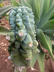 *👑💎 Glorp! — Thick 7” Tip