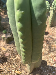 💎👑💎  Ferah! — Chunky Tip