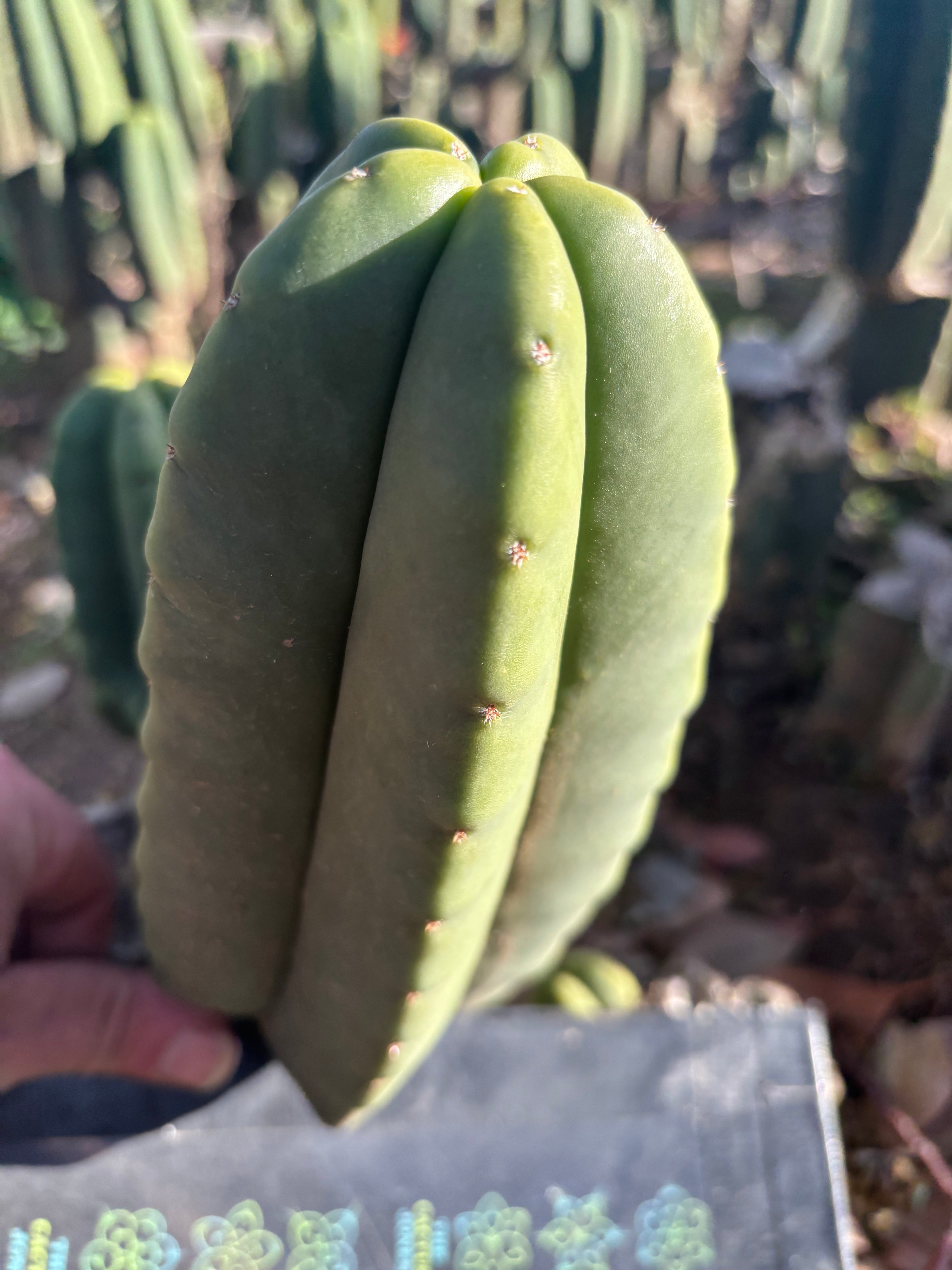 👑🌶️ Zulk — 9” Pup Melon