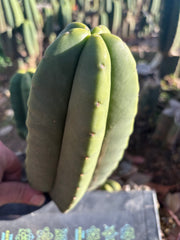 👑🌶️ Zulk — 9” Pup Melon