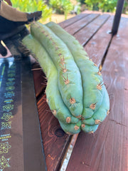 💎👑🌶️ CGG — XL 15” Tip