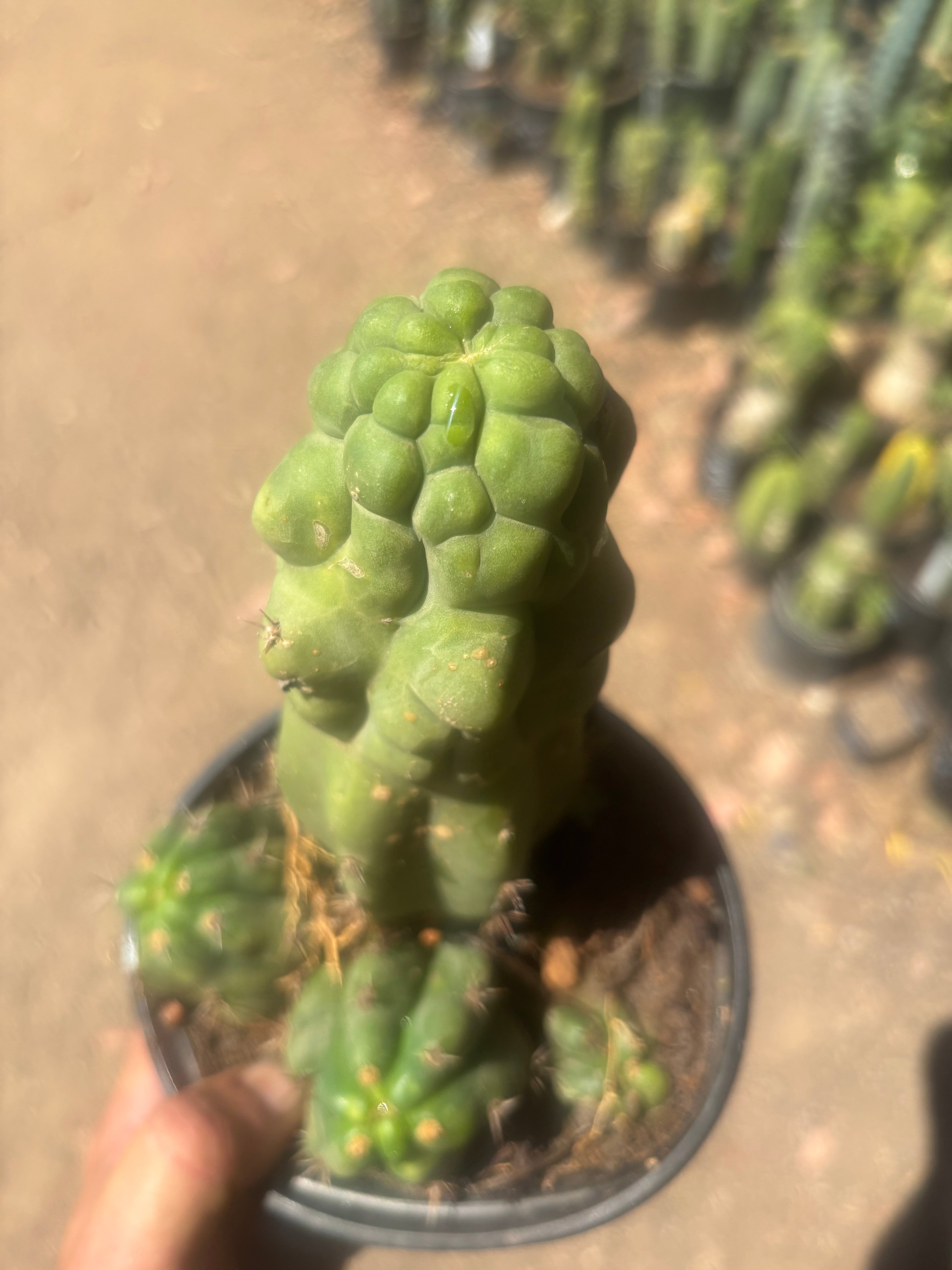 💎 Malo4 x TPM — Rooted Mini Stand