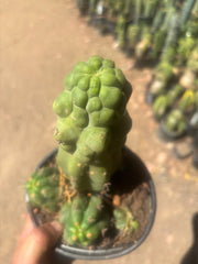 💎 Malo4 x TPM — Rooted Mini Stand