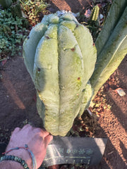 💎👑🌶️ Jonesy07 — XL 14” Tip