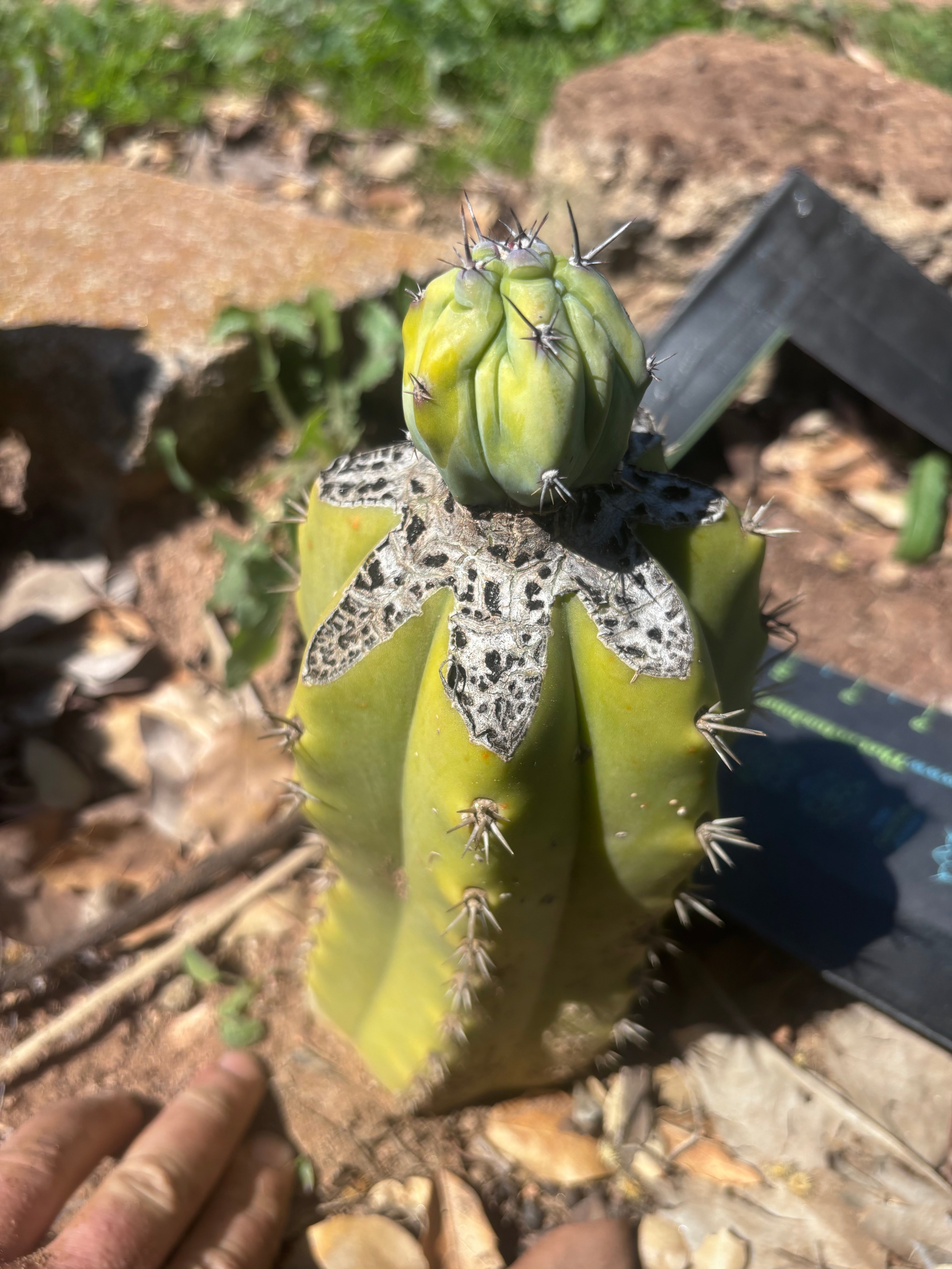 👑💎 Grecas Tip Graft — Fully Rooted